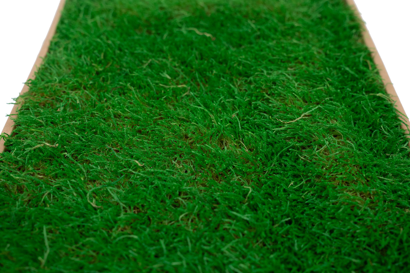 Muschi conservati plati 130g cu acoperire 0.3mp verde smarald RR2