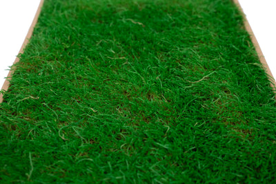 Muschi conservati plati 130g cu acoperire 0.3mp verde smarald RR2