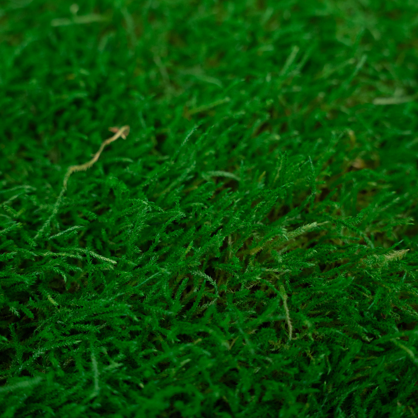 Muschi conservati plati 130g cu acoperire 0.3mp verde smarald RR2