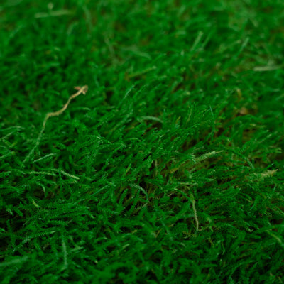 Muschi conservati plati 130g cu acoperire 0.3mp verde smarald RR2
