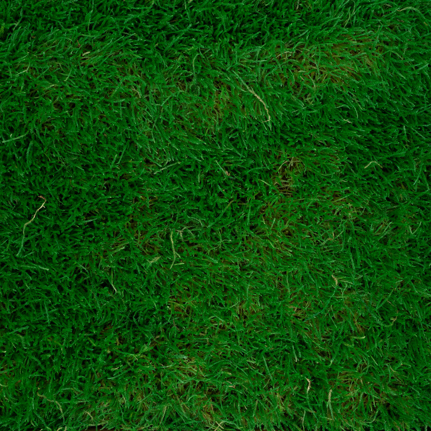 Muschi conservati plati 130g cu acoperire 0.3mp verde smarald RR2