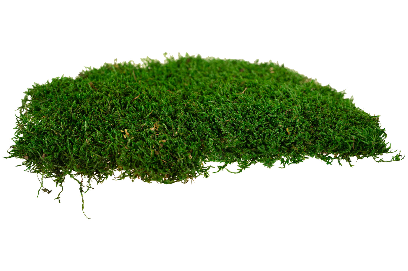 Muschi conservati plati 2.5kg. verde inchis