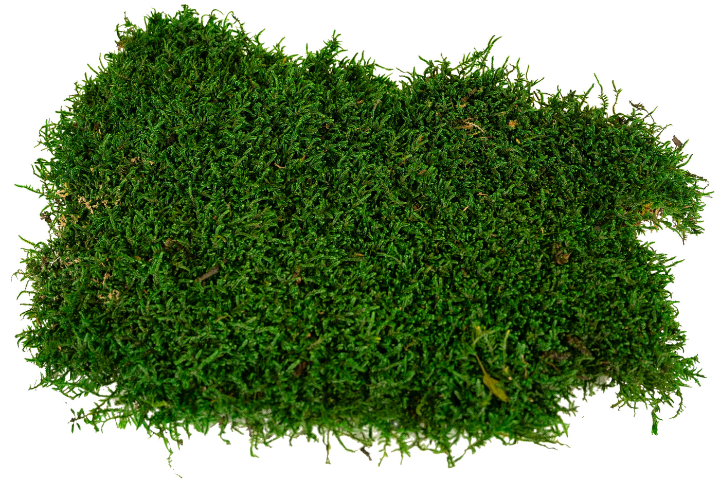 Muschi conservati plati 2.5kg. verde inchis