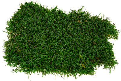 Muschi conservati plati 2.5kg. verde inchis