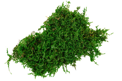 Muschi conservati plati 2.5kg. verde inchis