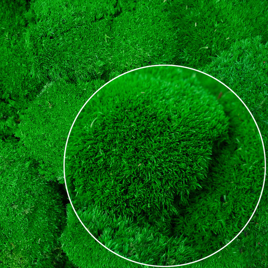 Muschi stabilizati 300 g verde inchis. forma bombata. acopera 0.1 mp