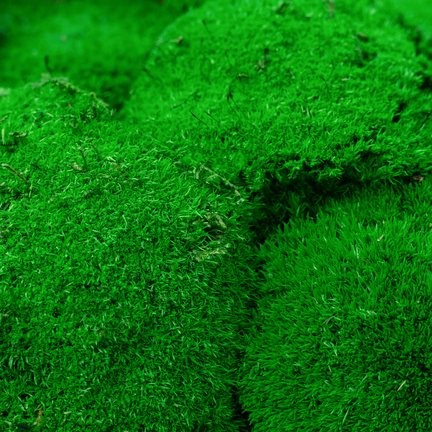 Muschi stabilizati 300 g verde inchis. forma bombata. acopera 0.1 mp