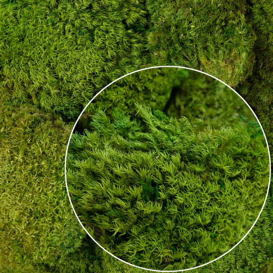 Muschi stabilizati forma bombata verde mat. acopera 0.2 mp