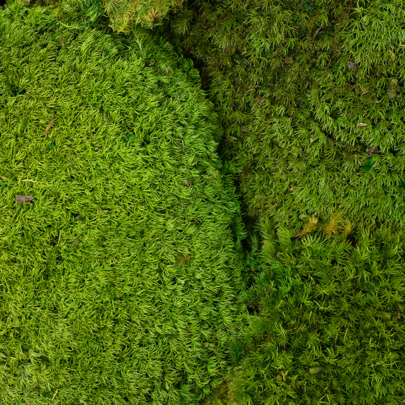 Muschi stabilizati forma bombata verde mat. acopera 0.2 mp