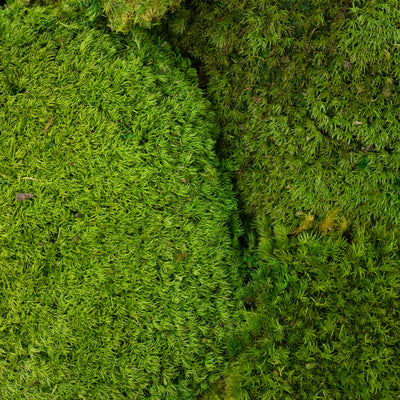 Muschi stabilizati forma bombata verde mat. acopera 0.2 mp