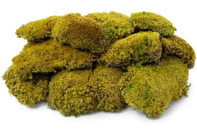 Muschi stabilizati forma bombata verde primavara. acopera 0.2 mp