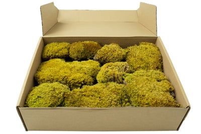 Muschi stabilizati forma bombata verde primavara. acopera 0.2 mp