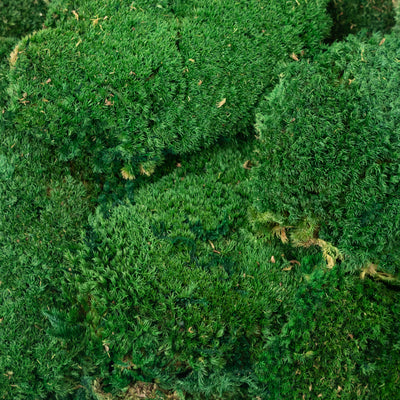 Muschi stabilizati forma bombata verde smarald. acopera 0.2 mp
