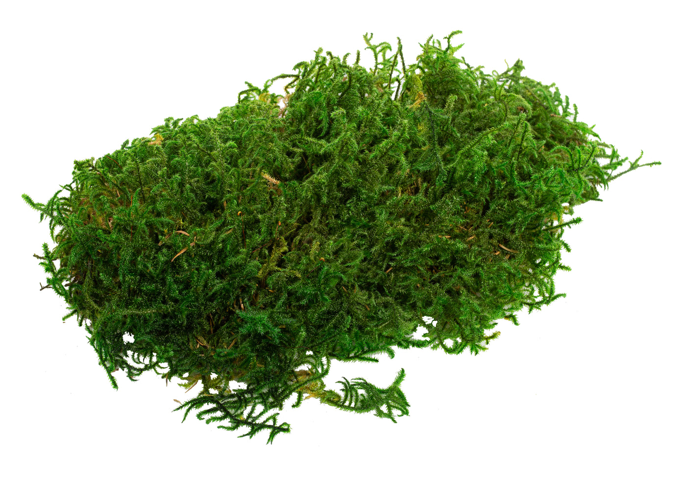 Muschi stabilizati lycopodium 1.5 kg verde inchis. forma plata. acopera 1.1 mp