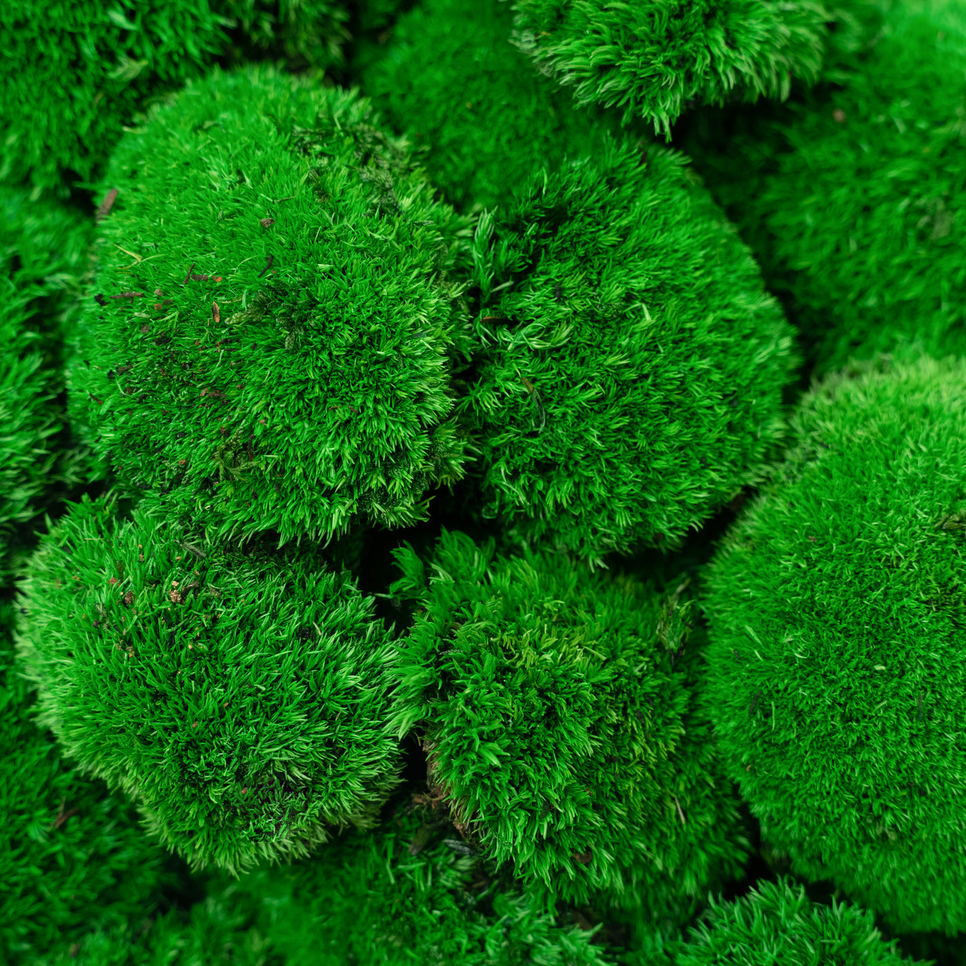 Muschi stabilizati mini 400 g verde inchis. forma bombata. acopera 0.125 mp