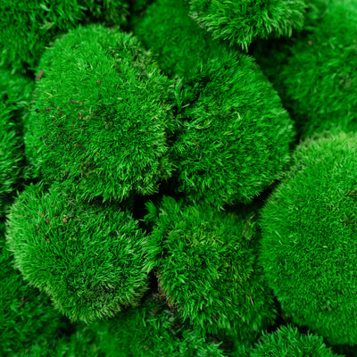 Muschi stabilizati mini 400 g verde inchis. forma bombata. acopera 0.125 mp