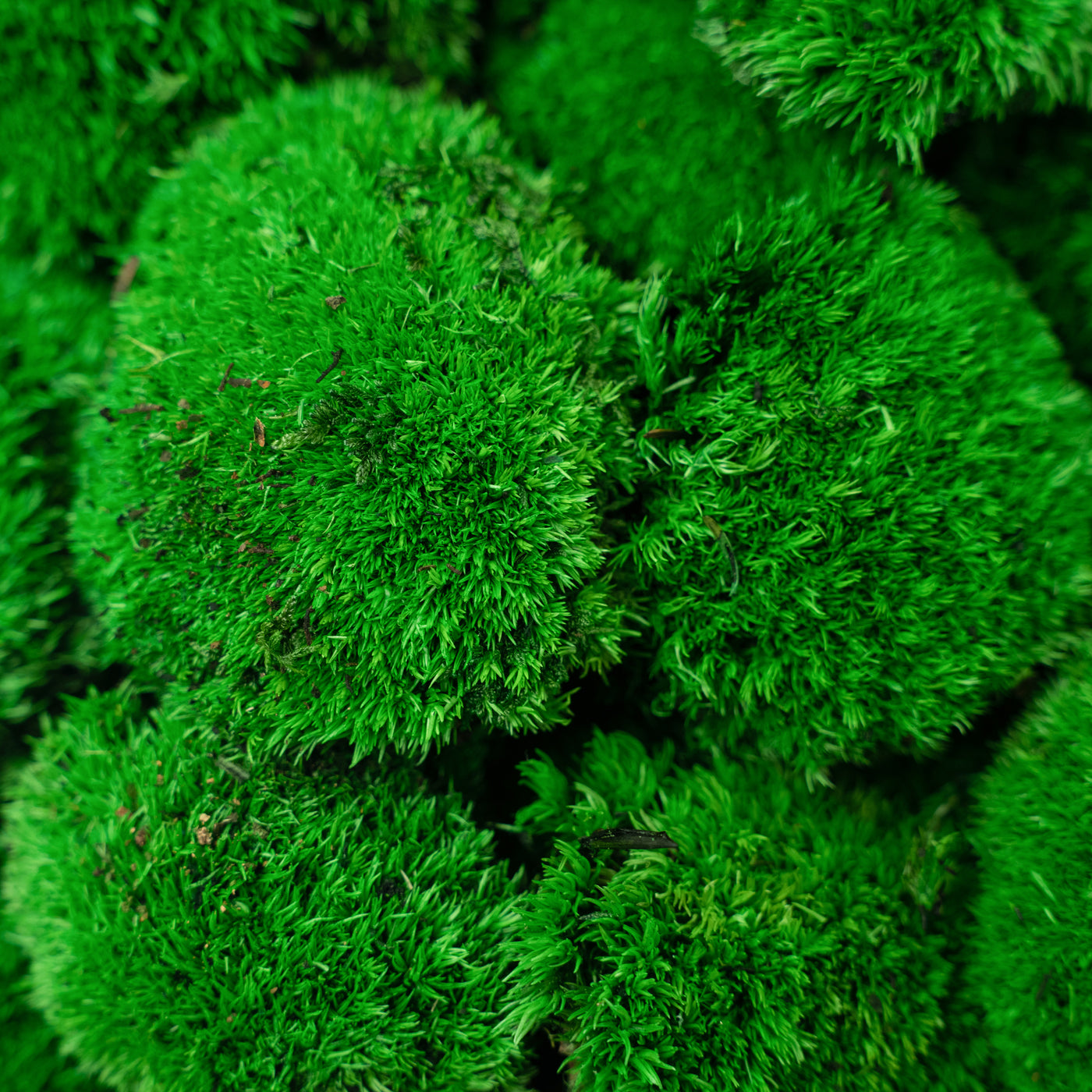 Muschi stabilizati mini 400 g verde inchis. forma bombata. acopera 0.125 mp