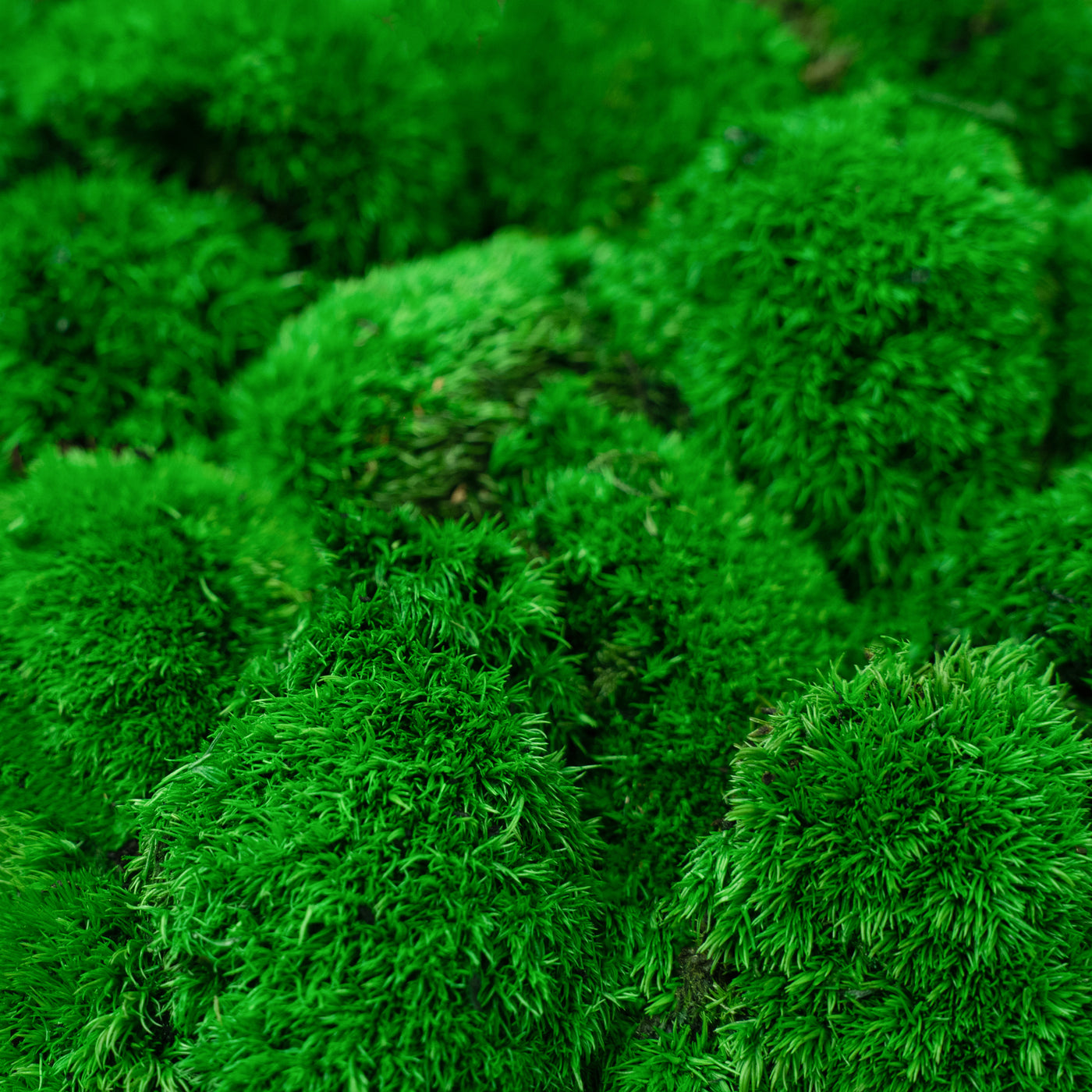 Muschi stabilizati mini 400 g verde inchis. forma bombata. acopera 0.125 mp