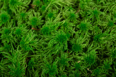 Muschi stabilizati Sphagnum 2 kg verde inchis. forma plata. acopera 1.6 mp