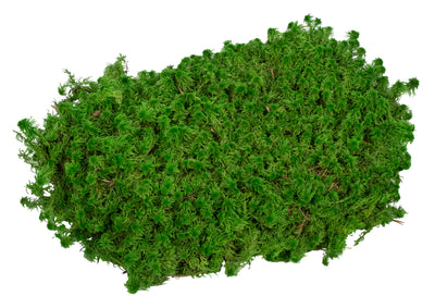 Muschi stabilizati Sphagnum 2 kg verde inchis, forma plata, acopera 1.6 mp