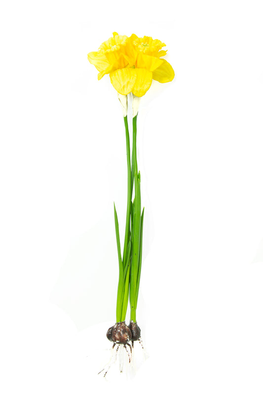 Narcisa artificiala galbena cu bulb H40 cm