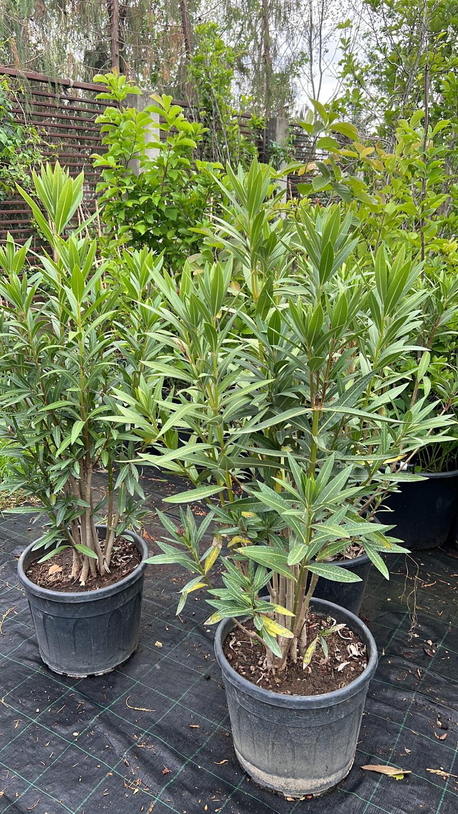 Nerium Oleander 125-150 cm Clt 35