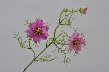 Nigella artificiala roz H61 cm DE