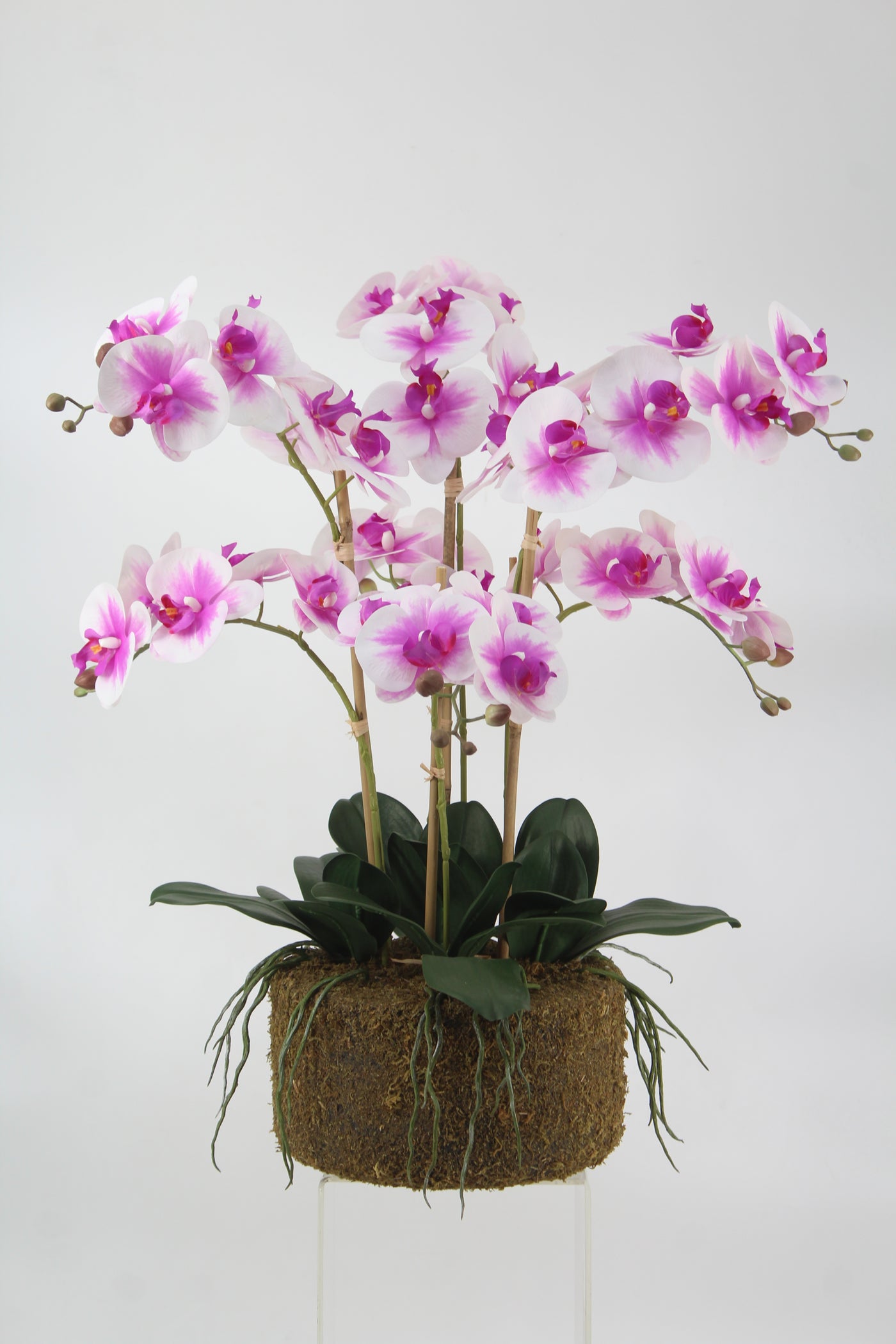 Orhidee artificiala alb cu roz cu aspect natural H66 cm cu 6 tulpini