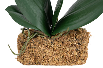 Orhidee artificiala alba cu aspect natural H36 cm cu 2 tulpini
