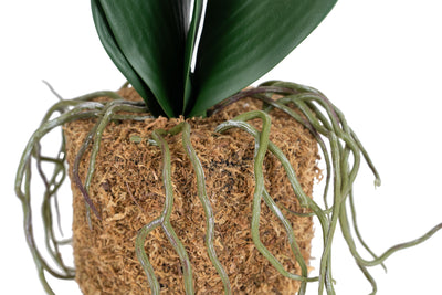 Orhidee artificiala alba cu aspect natural H46 cm cu 2 tulpini