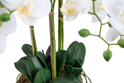 Orhidee artificiala alba cu aspect natural H80 cm cu 9 tulpini
