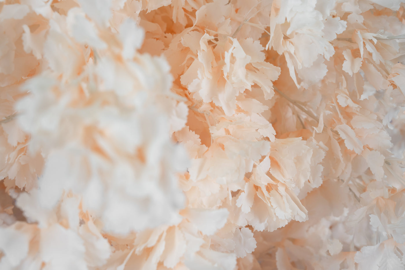 Orhidee artificiala crem H86cm