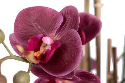 Orhidee artificiala grena cu aspect natural H71 cm cu 9 tulpini