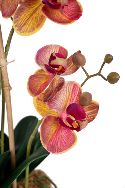 Orhidee artificiala grena cu galben cu aspect natural H55 cm cu 4 tulpini