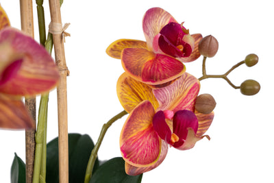 Orhidee artificiala grena cu galben cu aspect natural H55 cm cu 4 tulpini