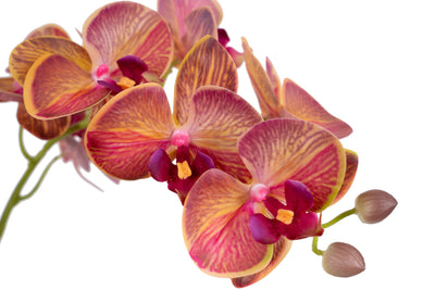 Orhidee artificiala grena cu galben cu aspect natural H69 cm cu 5 tulpini