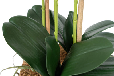 Orhidee artificiala grena cu galben cu aspect natural H69 cm cu 5 tulpini