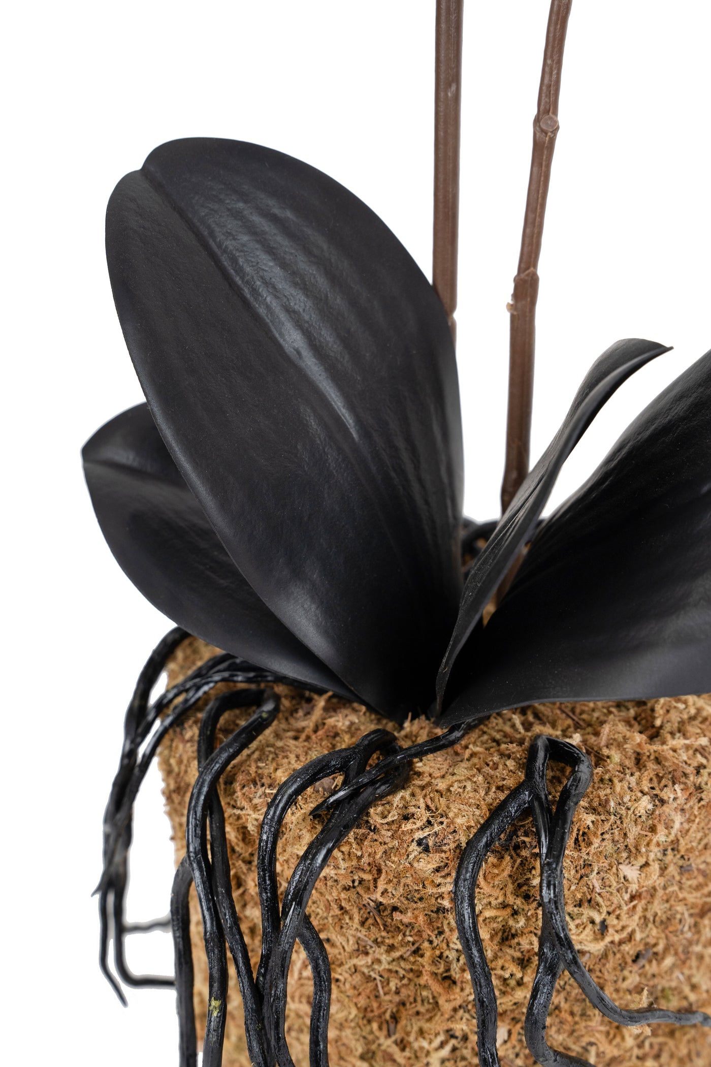 Orhidee artificiala neagra cu aspect natural H51 cm cu 2 tulpini