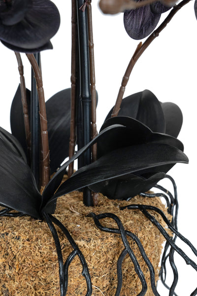 Orhidee artificiala neagra cu aspect natural H59 cm cu 6 tulpini cu frunze negre