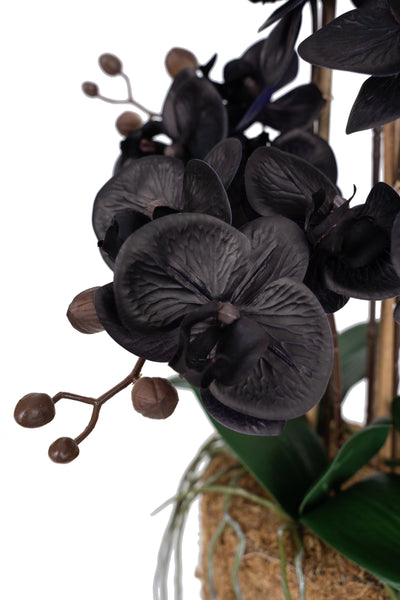 Orhidee artificiala neagra cu aspect natural H59 cm cu 6 tulpini cu frunze verzi