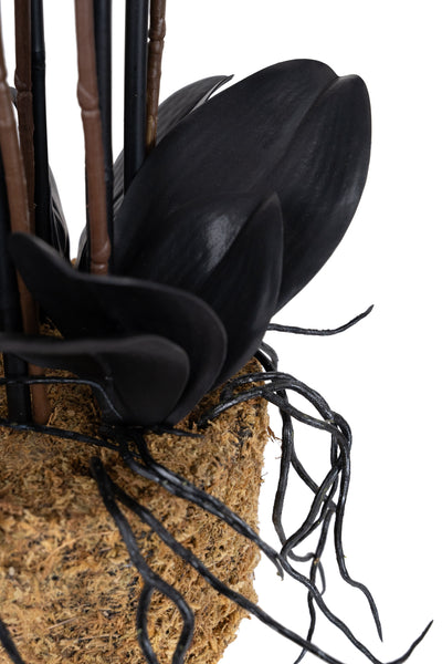 Orhidee artificiala neagra cu aspect natural H66 cm cu 6 tulpini cu frunze negre