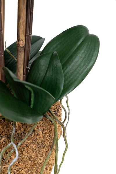 Orhidee artificiala neagra cu aspect natural H66 cm cu 6 tulpini cu frunze verzi