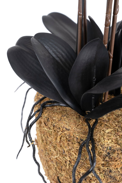 Orhidee artificiala neagra cu aspect natural H76 cm cu 7 tulpini