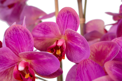 Orhidee artificiala roz cu aspect natural H71 cm cu 6 tulpini