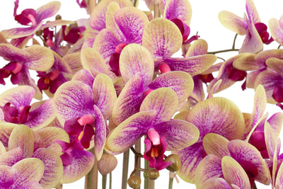 Orhidee artificiala roz cu galben cu aspect natural H85 cm cu 9 tulpini