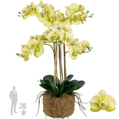 Orhidee artificiala verde cu aspect natural H72 cm cu 6 tulpini