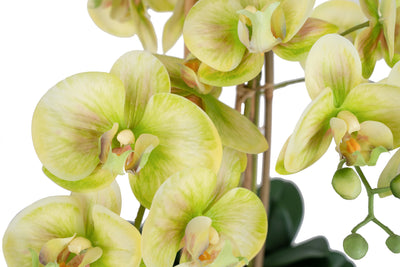 Orhidee artificiala verde cu aspect natural H72 cm cu 6 tulpini