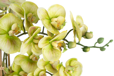 Orhidee artificiala verde cu aspect natural H90 cm cu 9 tulpini