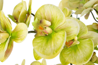 Orhidee artificiala verde cu aspect natural H90 cm cu 9 tulpini