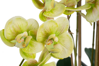 Orhidee artificiala verde cu galben cu aspect natural H66 cm cu 4 tulpini